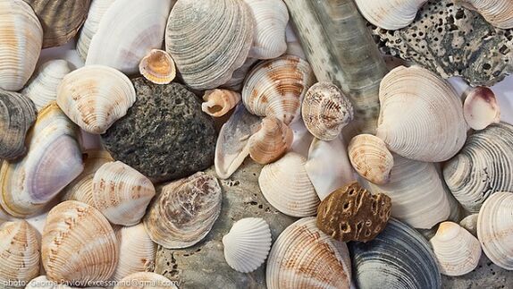 seashells as a good luck charm