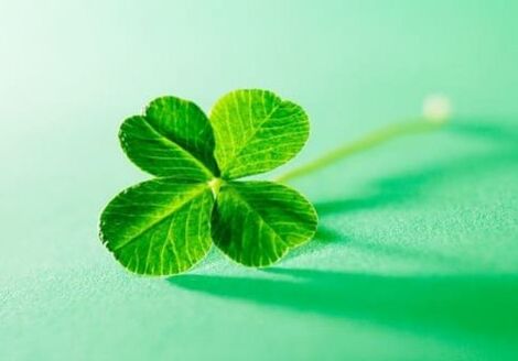 Among plants there are amulets that can protect against negativity, one of them is clover. 