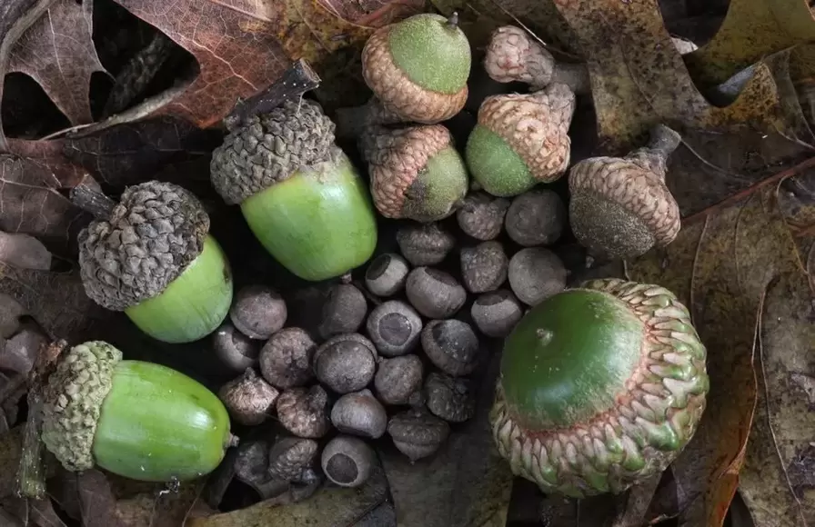 good luck charm - acorn