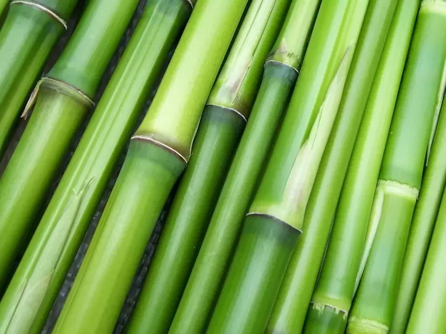 good luck charm - bamboo