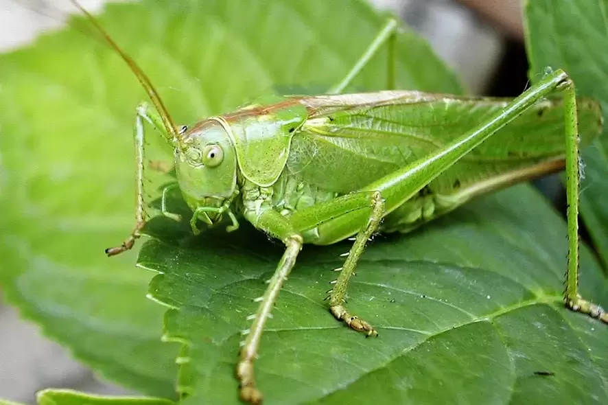 good luck charm - cricket