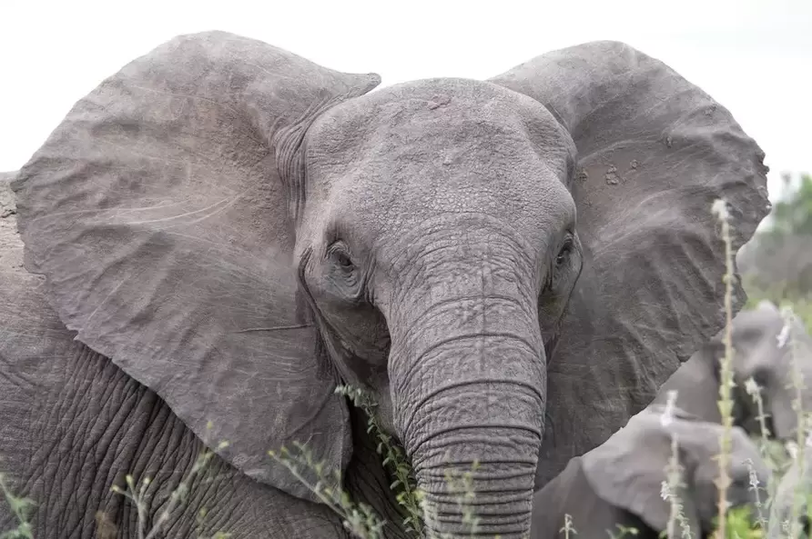 good luck charm - elephant
